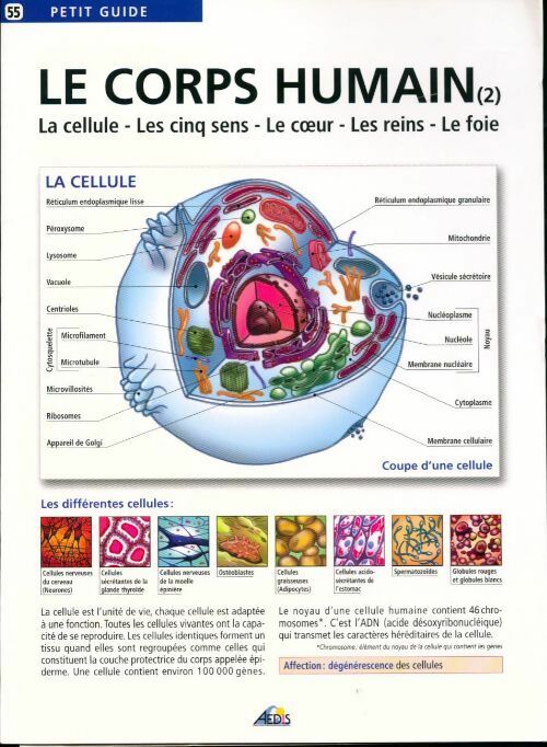 Le corps humain. Tome 2 la cellule, les cinq sens, le coeur, les reins, le foie - Henri Medori - Livre