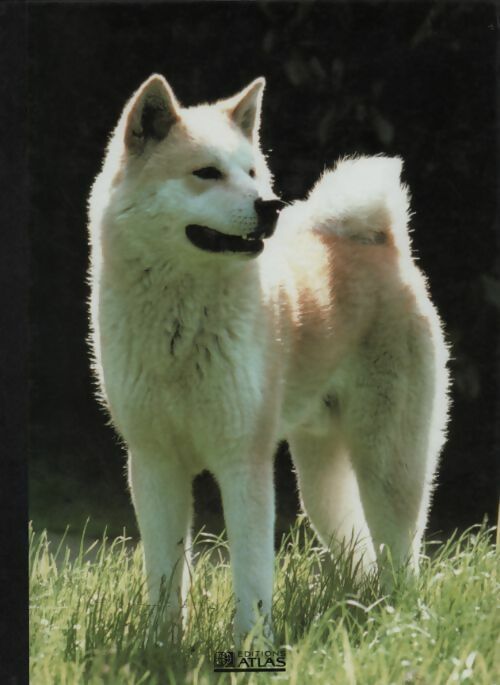 Mon compagnon le chien - Collectif - Livre