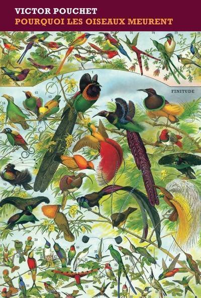 Pourquoi les oiseaux chantent - Jacques Delamain - Livre
