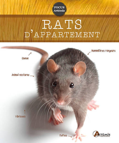 Rats d'appartement - Petra Dietz - Livre